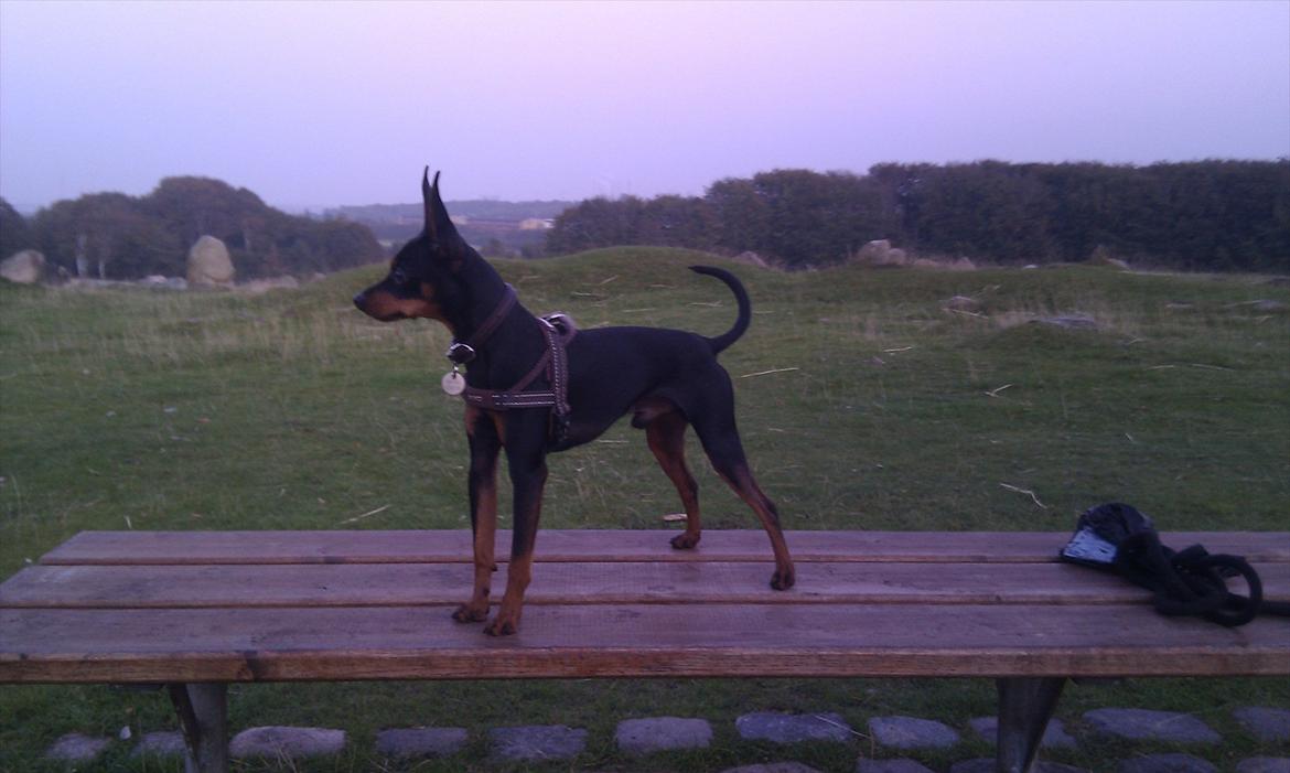 Dvaergpinscher Buster billede 10