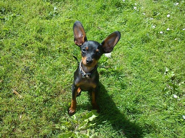 Dvaergpinscher Buster - Hej hej billede 11