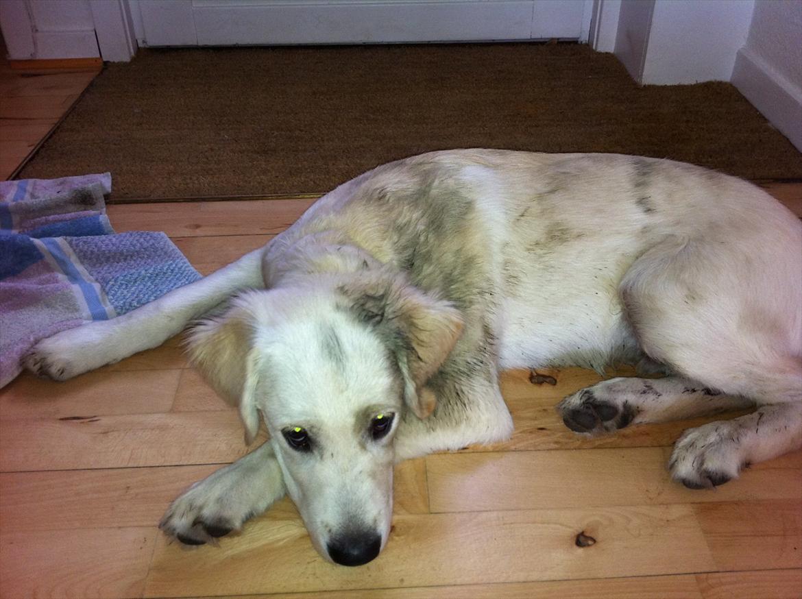 Golden retriever Carlo - Jeg siger det bare, det er ikke jord han har rullet sig i... Det er hundel..t... AD siger jeg bare! billede 11