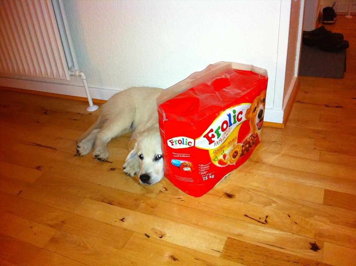 Golden retriever Carlo - Vogter over en kæmpe pose godbidder billede 12