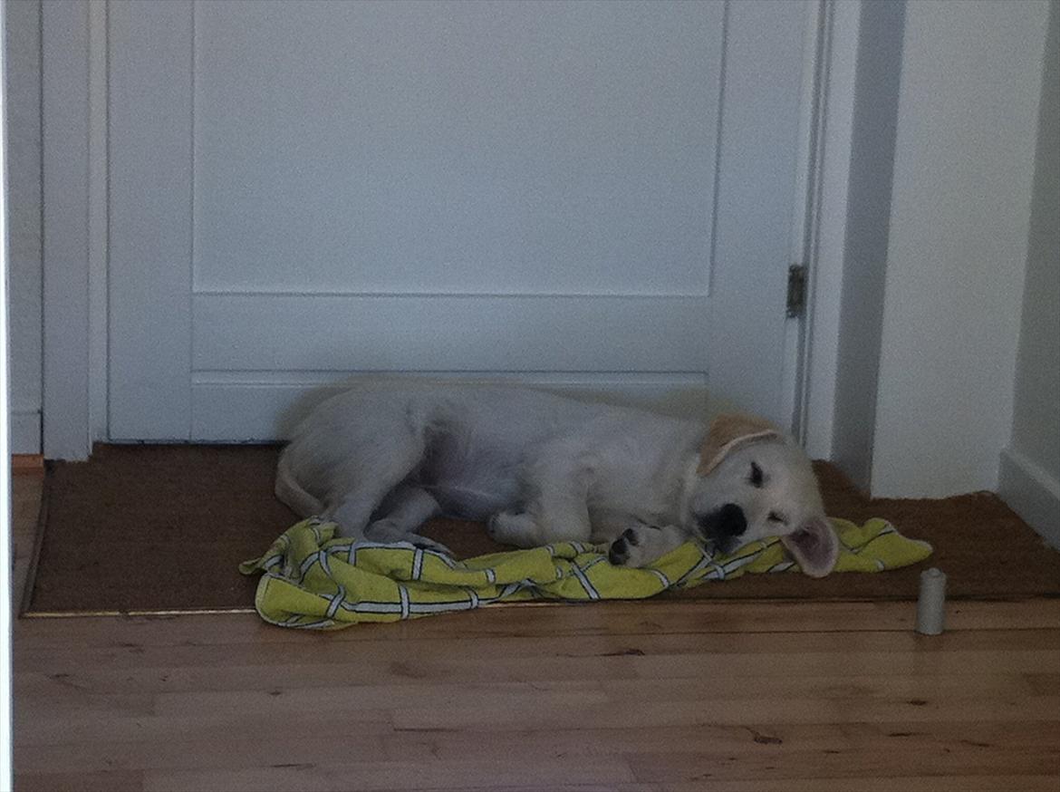 Golden retriever Carlo - Træt vovse billede 13