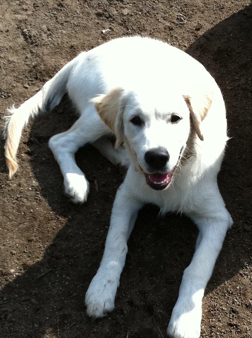 Golden retriever Carlo - Fine vovse billede 14