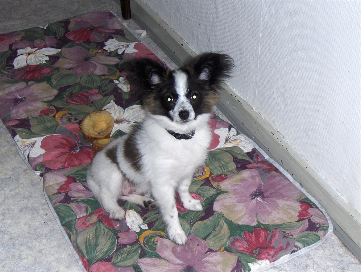 Papillon Lykkedalen´s Majka billede 1