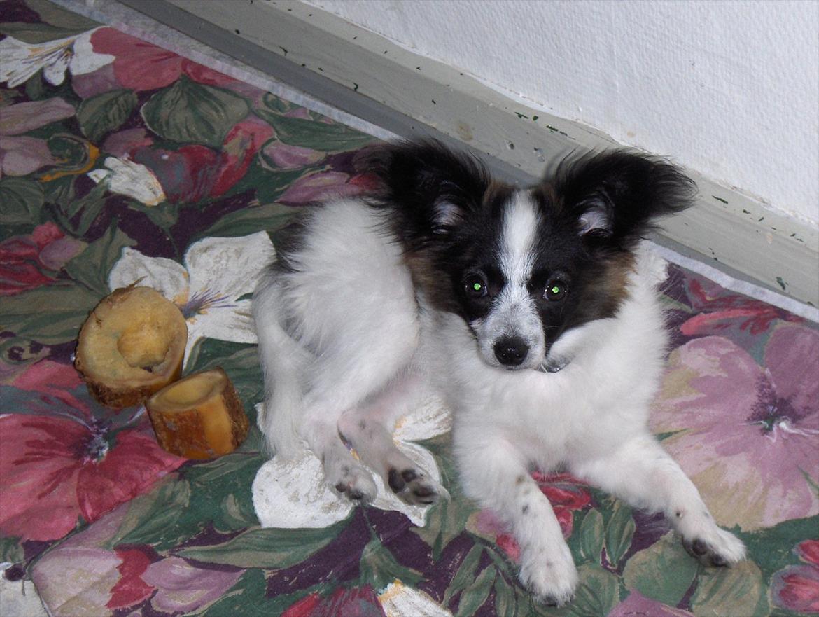 Papillon Lykkedalen´s Majka - endelig slammer jeg af og der kan tages et billede billede 2