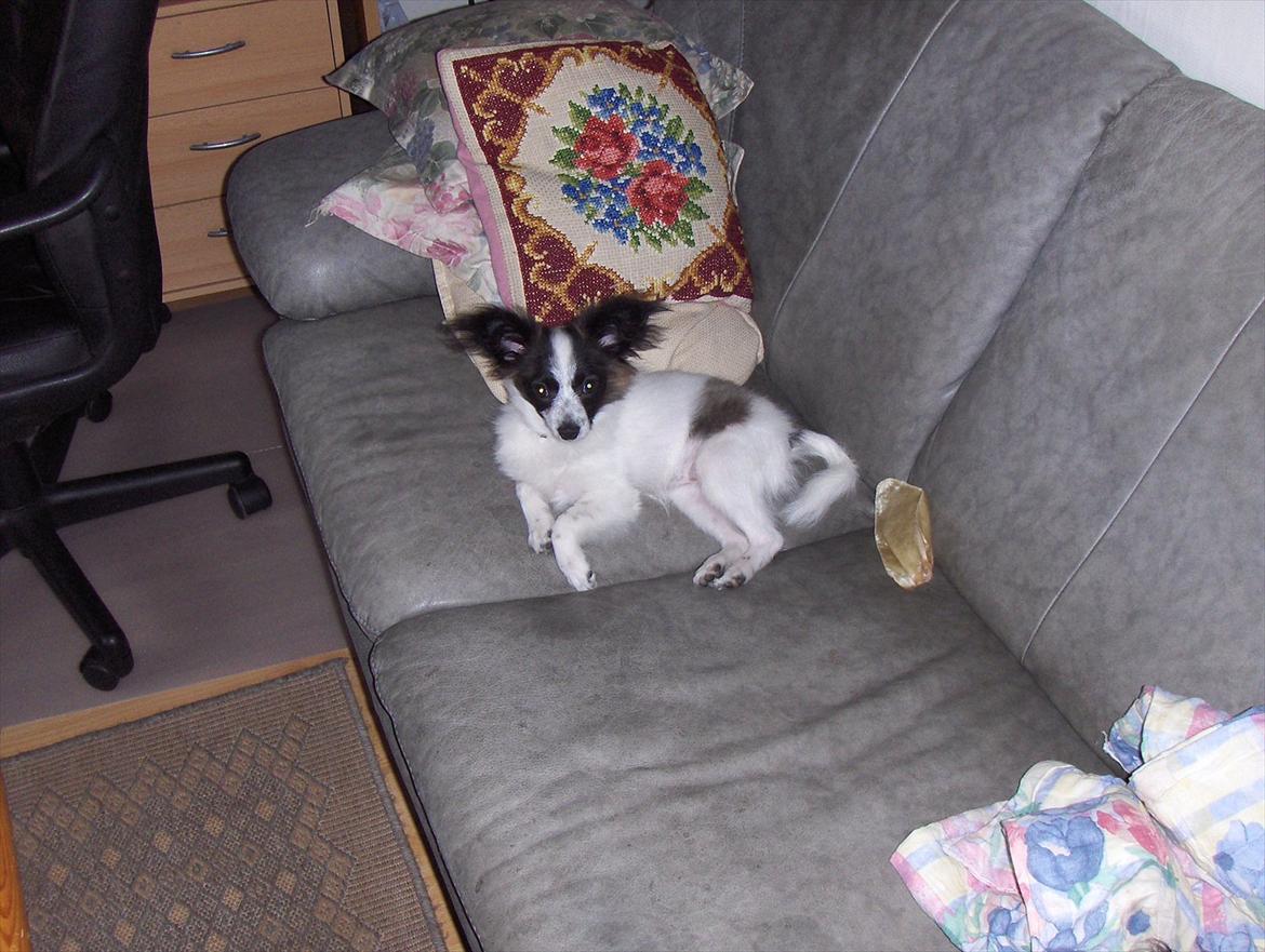 Papillon Lykkedalen´s Majka billede 3