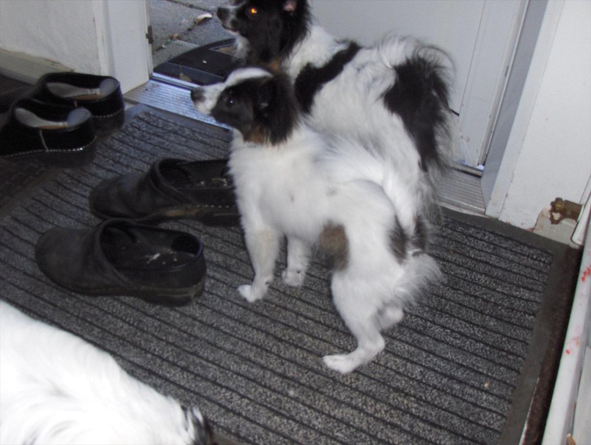 Papillon Lykkedalen´s Majka billede 4