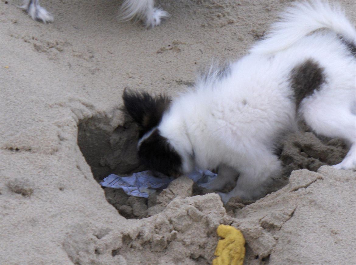 Papillon Lykkedalen´s Majka - strandtur billede 5