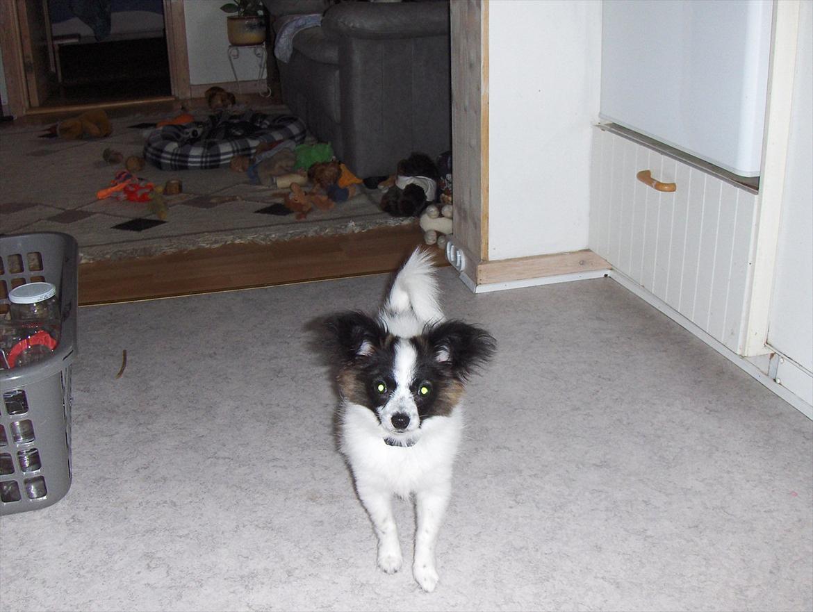 Papillon Lykkedalen´s Majka - så er jeg klar til leg igen billede 6