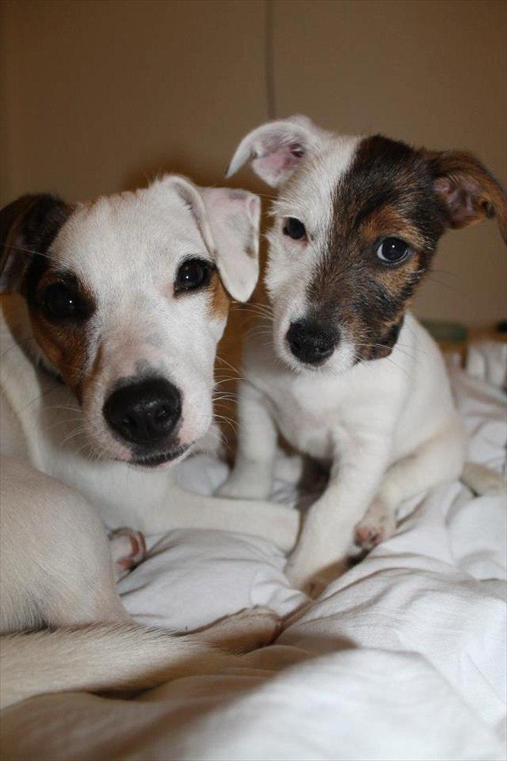 Jack russell terrier Eddie Two Face - 29/9-11
Minnie og Eddie 11 uger billede 16