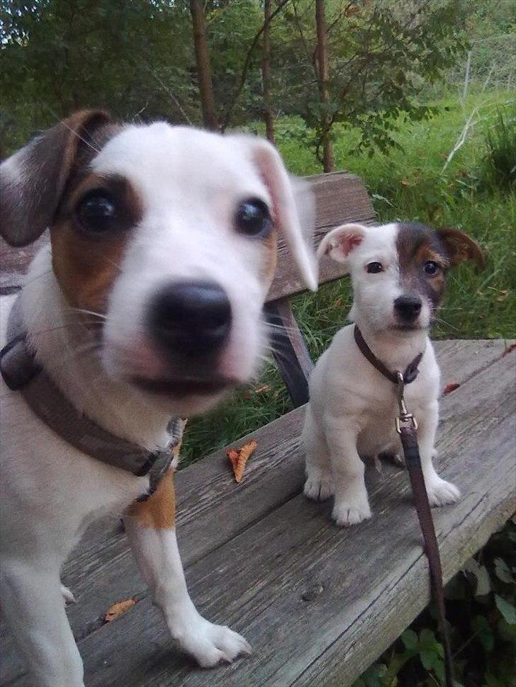 Jack russell terrier Eddie Two Face - På tur september 2011 billede 17