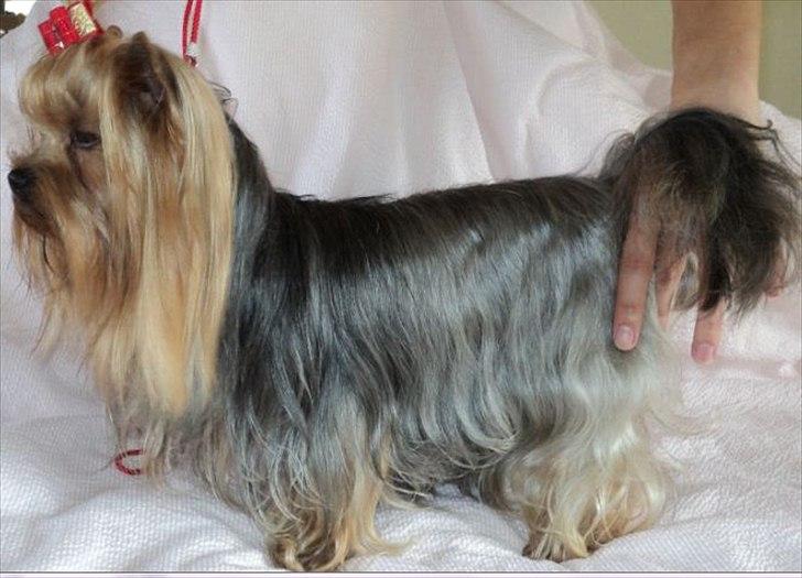 Yorkshire terrier Fiffi billede 12