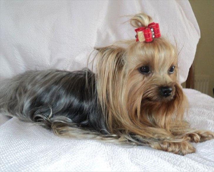 Yorkshire terrier Fiffi - Velkommen til Fiffis profil billede 1