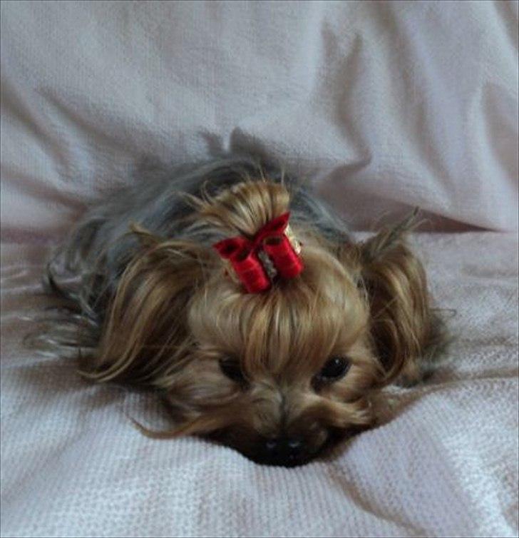 Yorkshire terrier Fiffi billede 2