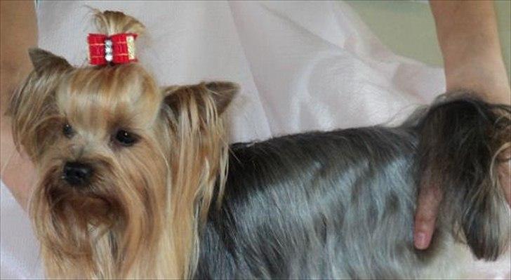 Yorkshire terrier Fiffi billede 13