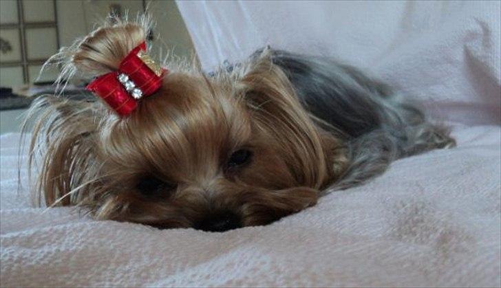 Yorkshire terrier Fiffi billede 15