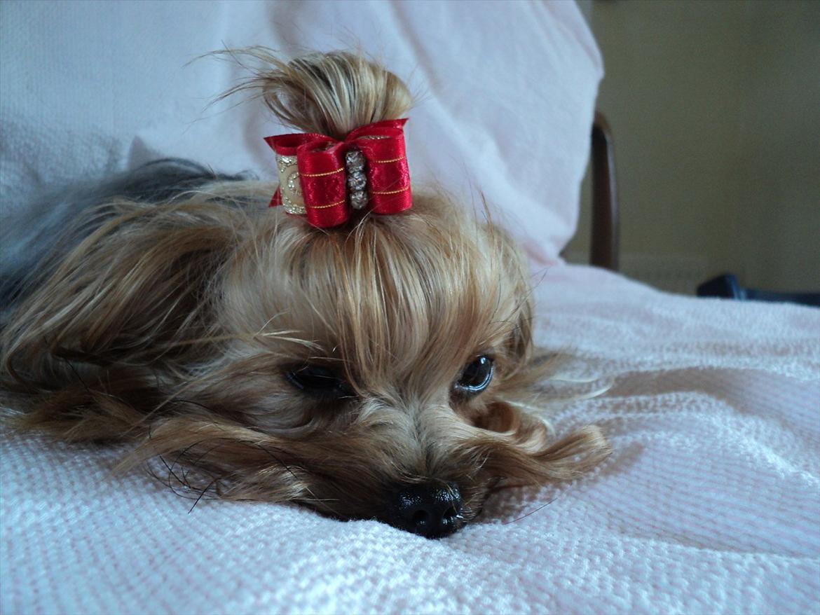 Yorkshire terrier Fiffi billede 16