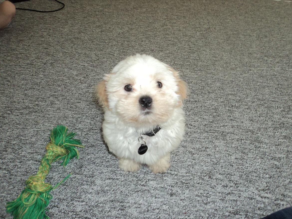 Shih tzu Viggo billede 1