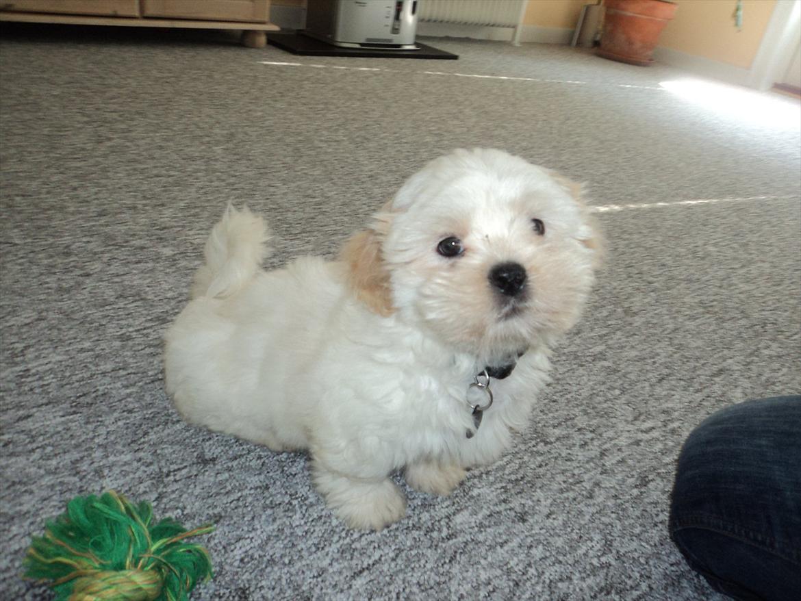 Shih tzu Viggo billede 2