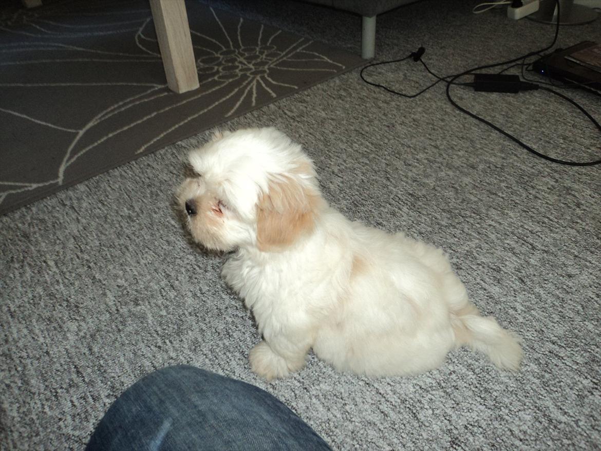 Shih tzu Viggo billede 3
