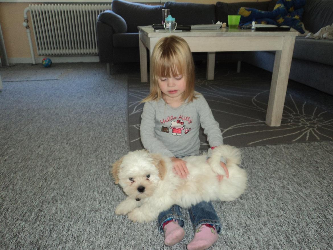 Shih tzu Viggo billede 4