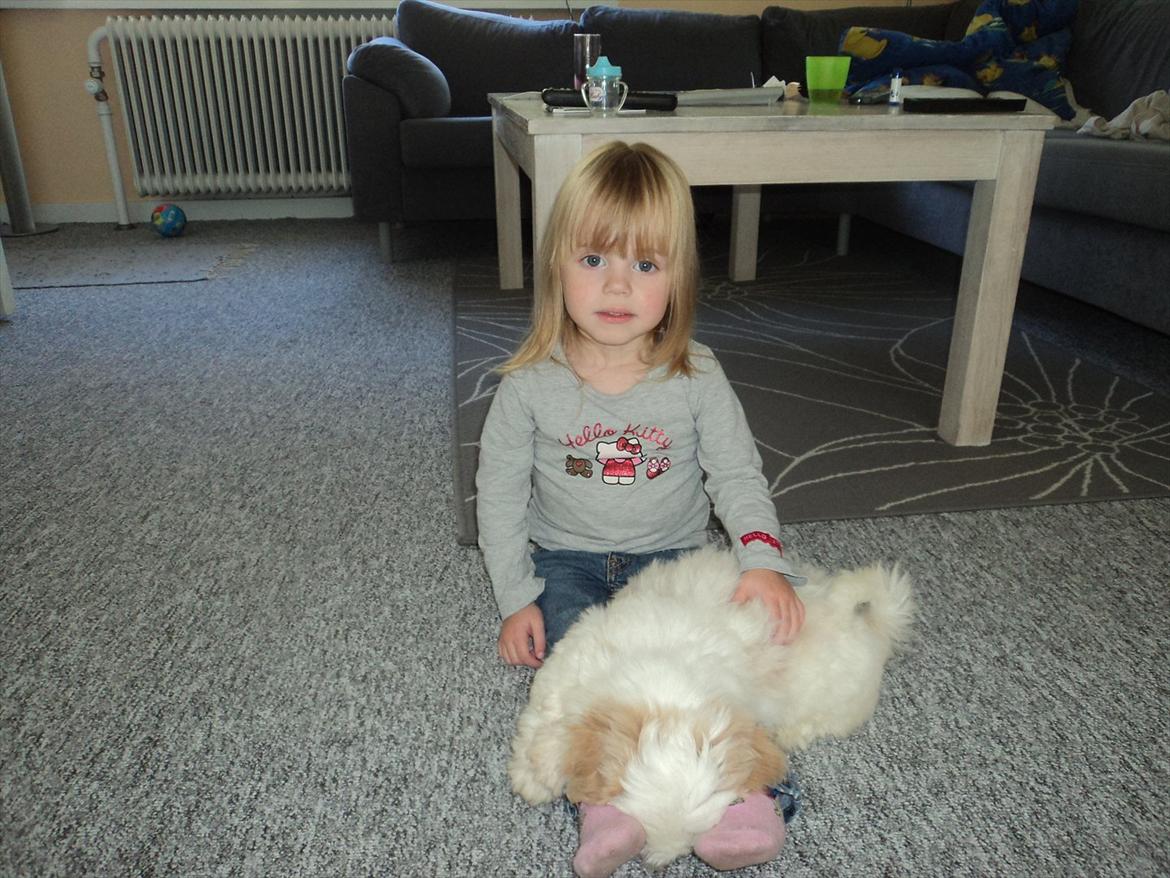 Shih tzu Viggo billede 5