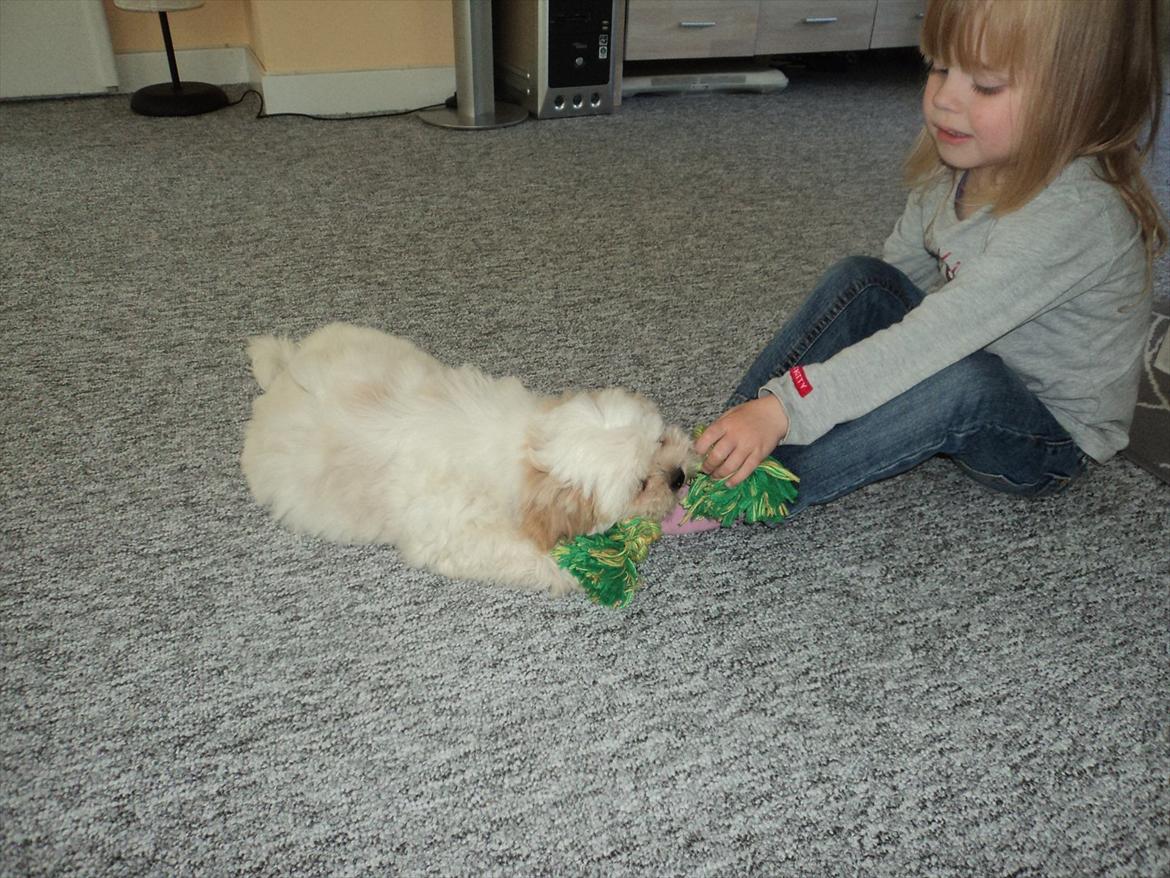 Shih tzu Viggo billede 6