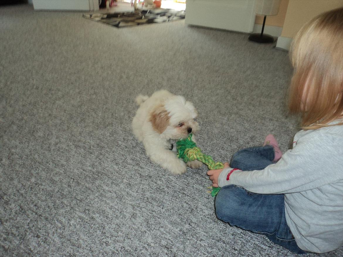 Shih tzu Viggo billede 7