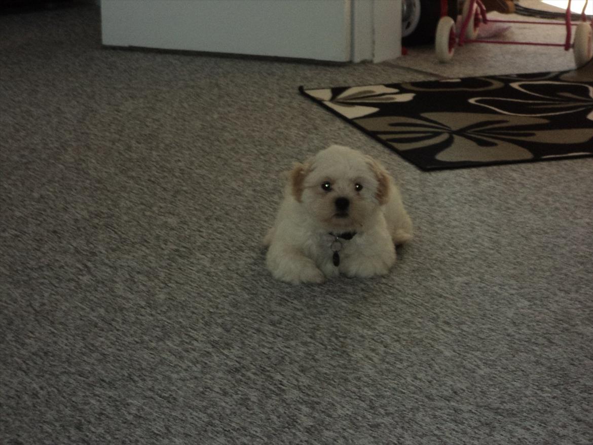 Shih tzu Viggo billede 8