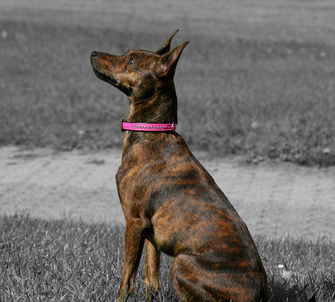 Blanding af racer | Vanity  - NYT - september 2011 billede 16