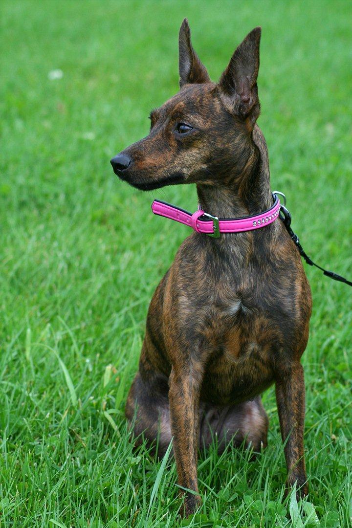 Blanding af racer | Vanity  - September 2011 billede 17