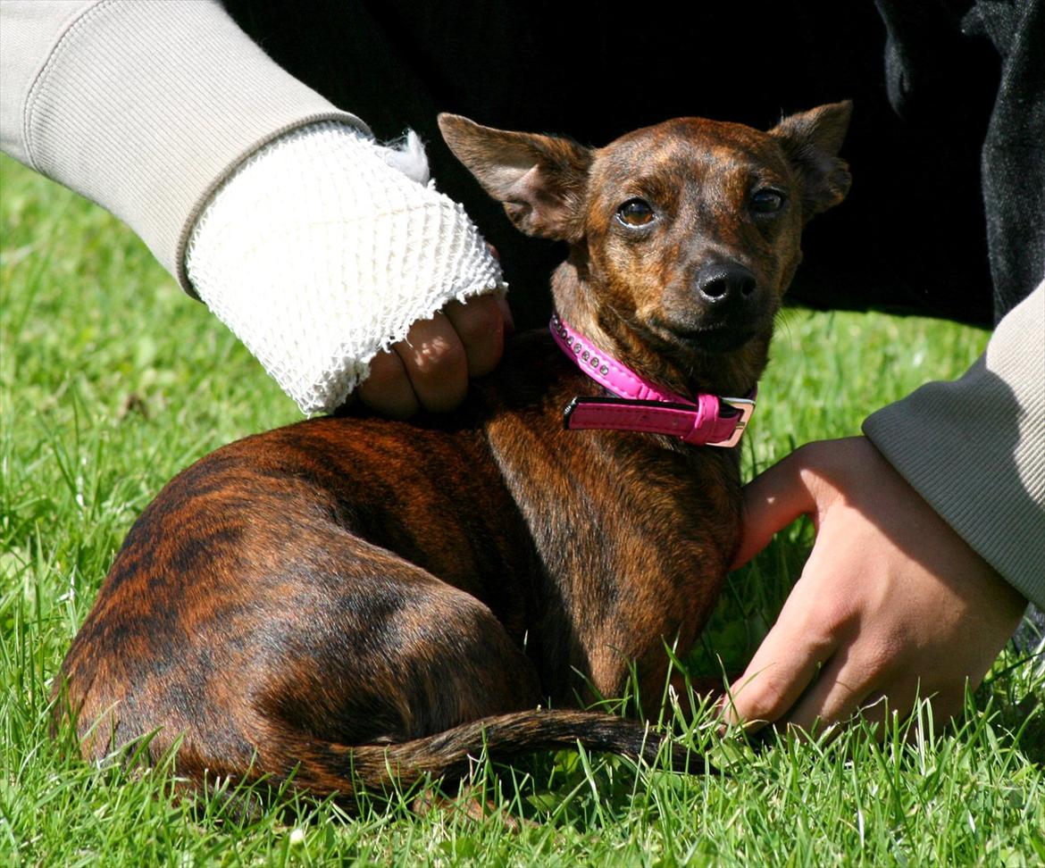 Blanding af racer | Vanity  - September 2011 billede 18