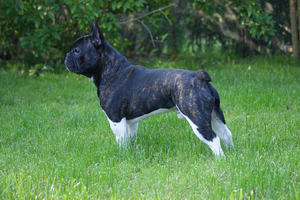 Fransk bulldog Armani "Dyson" - dyson 8mdr  billede 3