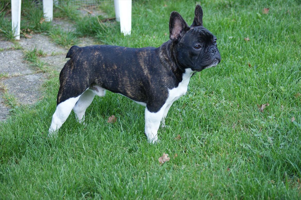 Fransk bulldog Armani "Dyson" billede 10