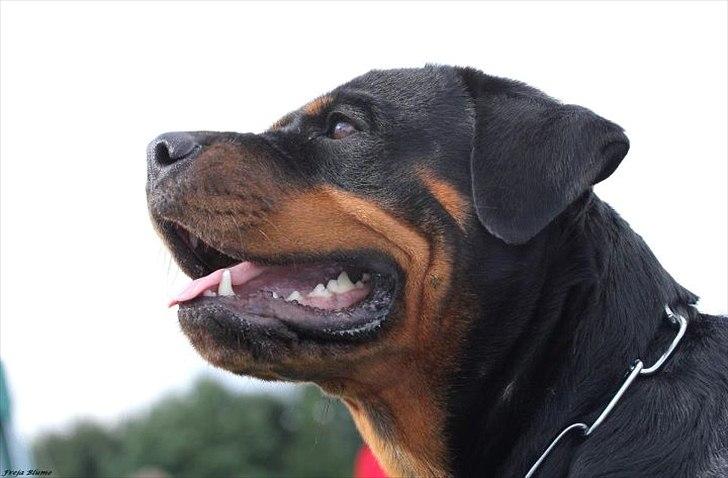 Rottweiler Vom Hause Wenorra Fadia - RKD udstilling 28/8 2011
Taget af Frejamusen billede 33