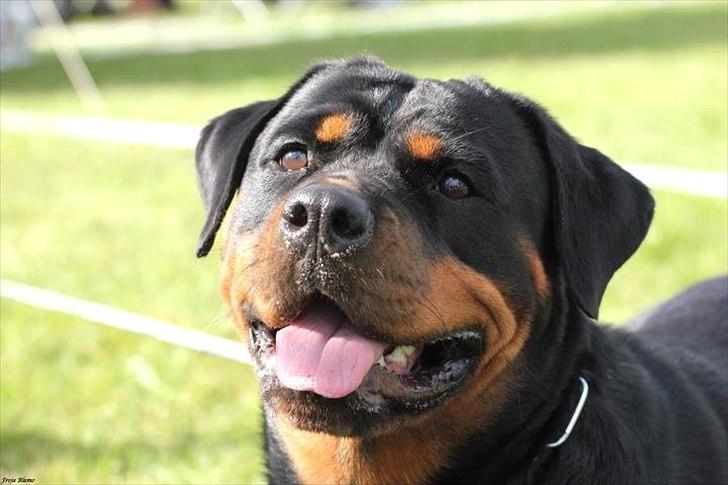 Rottweiler Vom Hause Wenorra Fadia - RKD udstilling 28/8 2011
Taget af Frejamusen billede 32