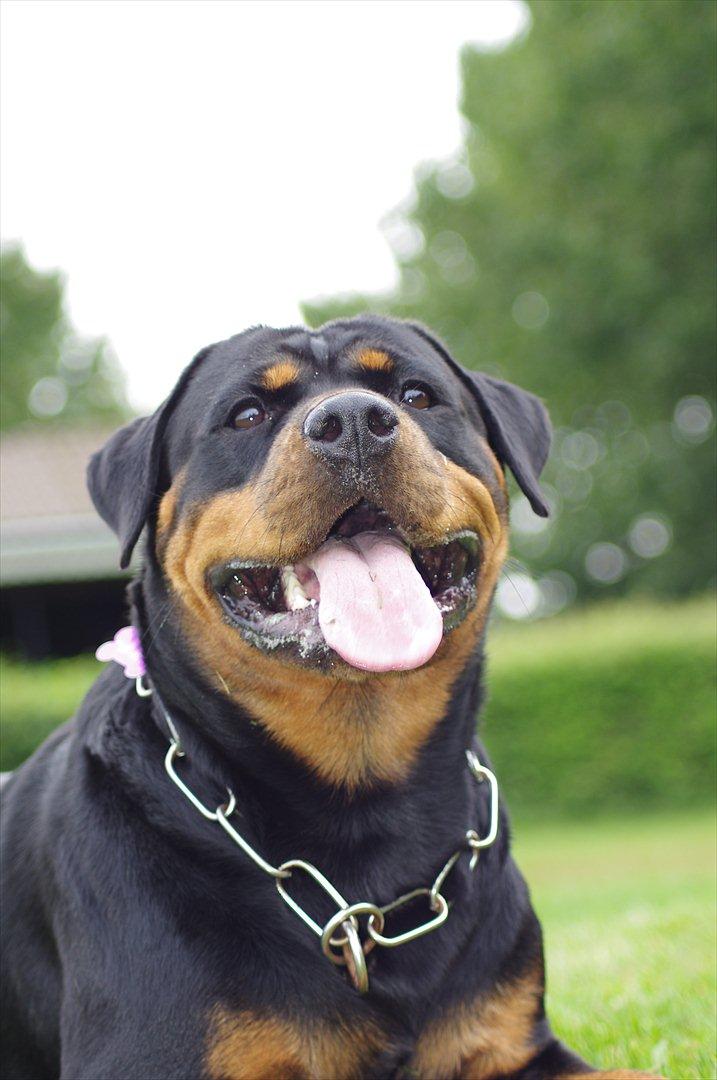 Rottweiler Vom Hause Wenorra Fadia - RKD udstilling 28/8 2011 billede 30