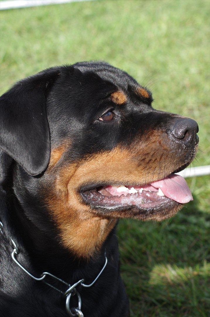 Rottweiler Vom Hause Wenorra Fadia - RKD udstilling 28/8 2011 billede 31