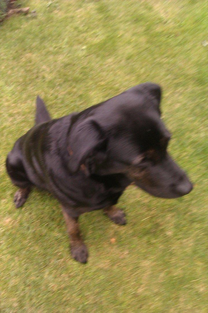 Blanding af racer Luna <3 min prinsesse billede 8