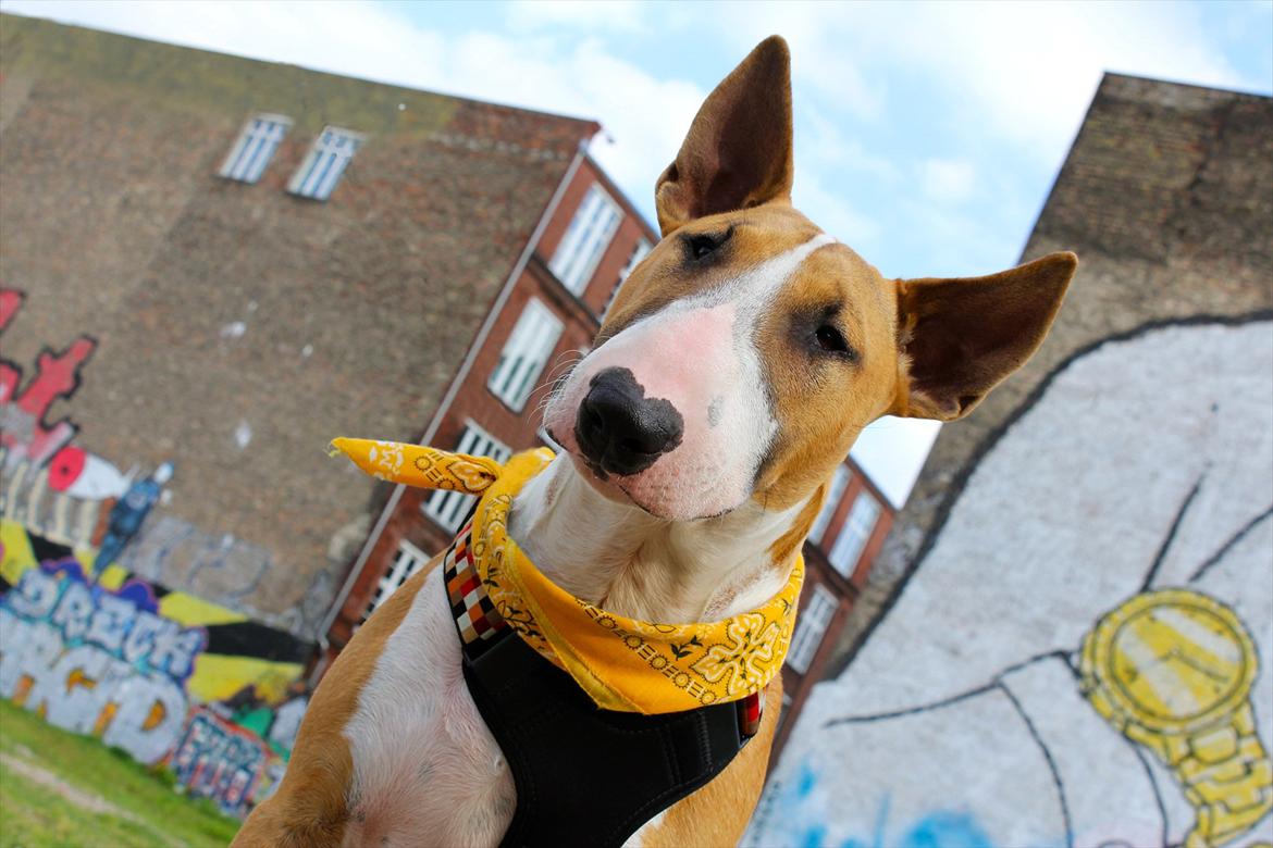 Bullterrier Cirkus billede 13