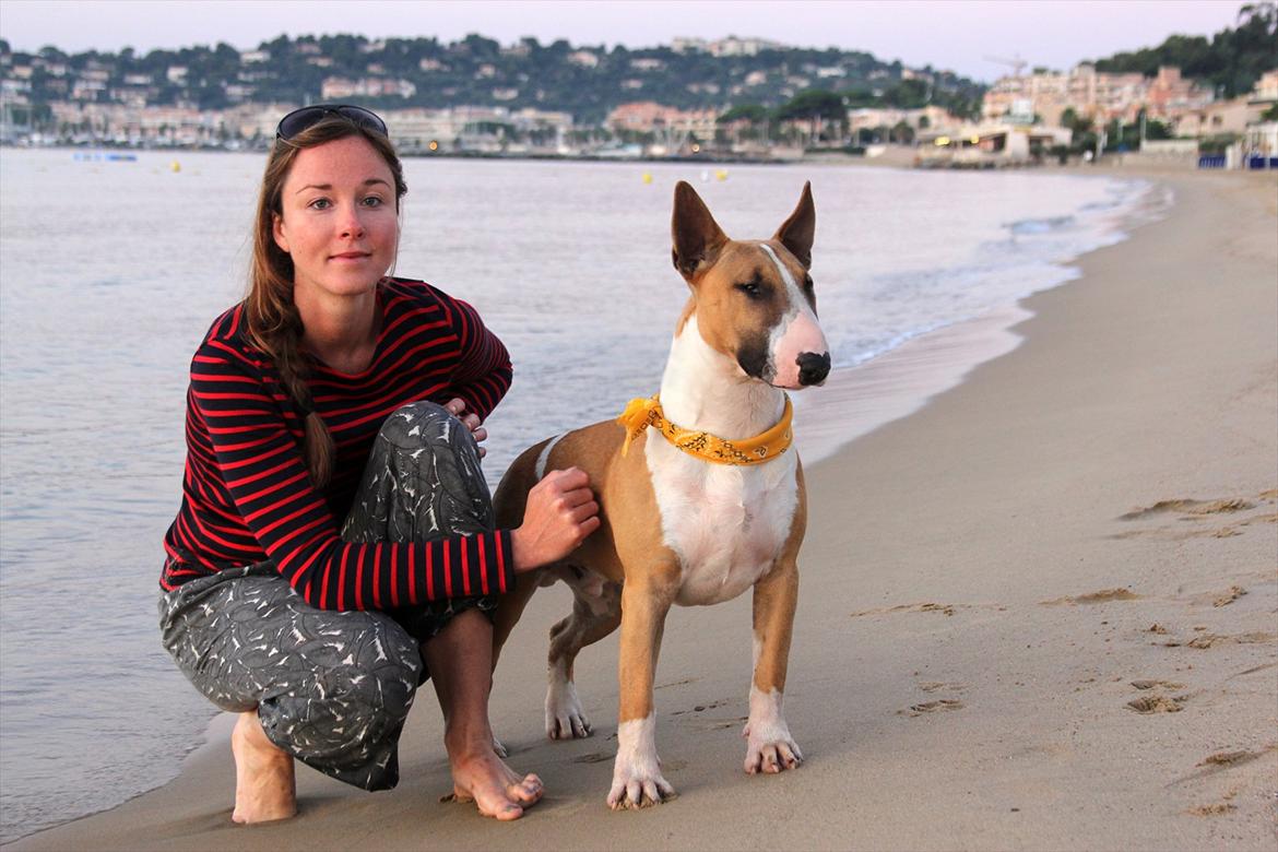 Bullterrier Cirkus billede 14