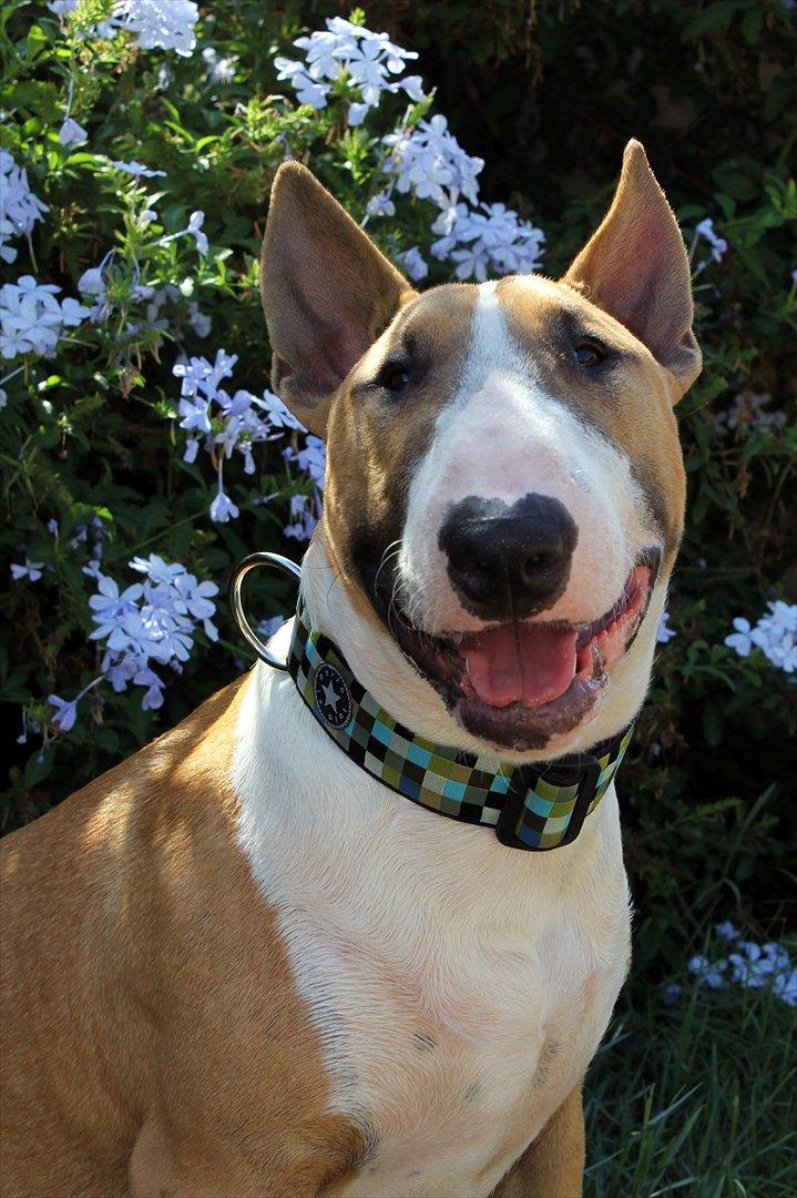 Bullterrier Cirkus billede 15