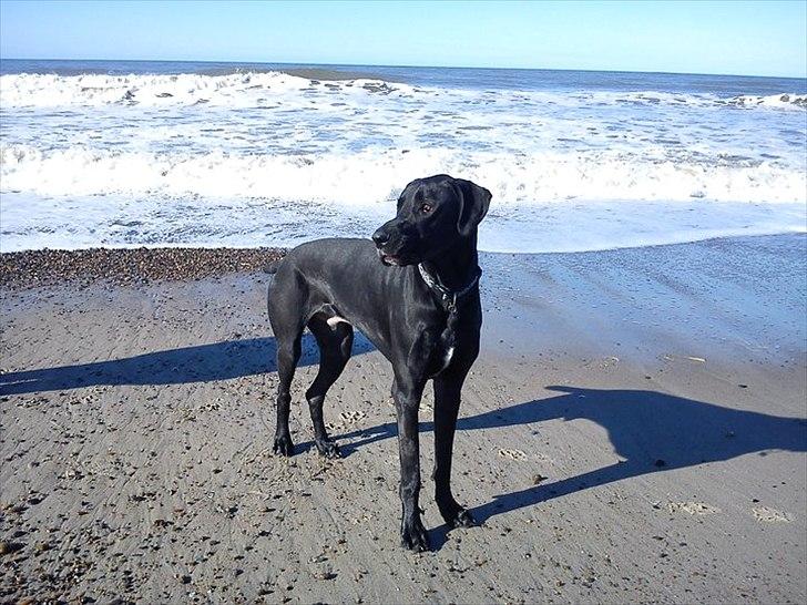 Blanding af racer  Aslan RIP billede 2