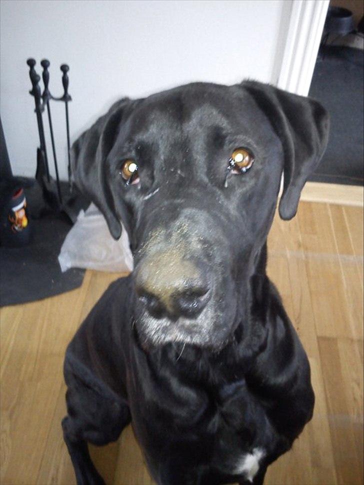 Blanding af racer  Aslan RIP - Mig? grave huller??? neeej da, overhoved ikke... billede 9