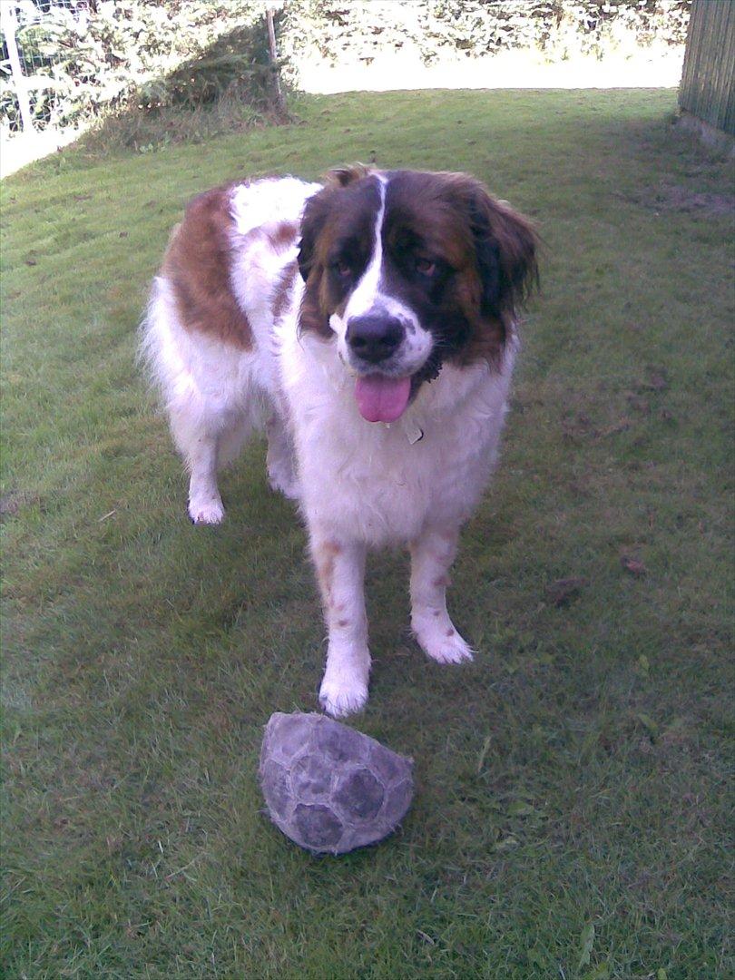 Sankt bernhardshund Sascha R.I.P. billede 9