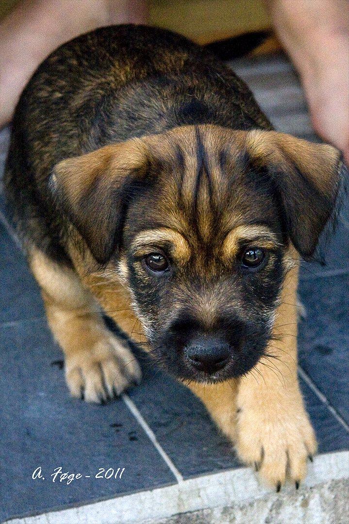 Blanding af racer Thea - Thea som ligger på trappen billede 5