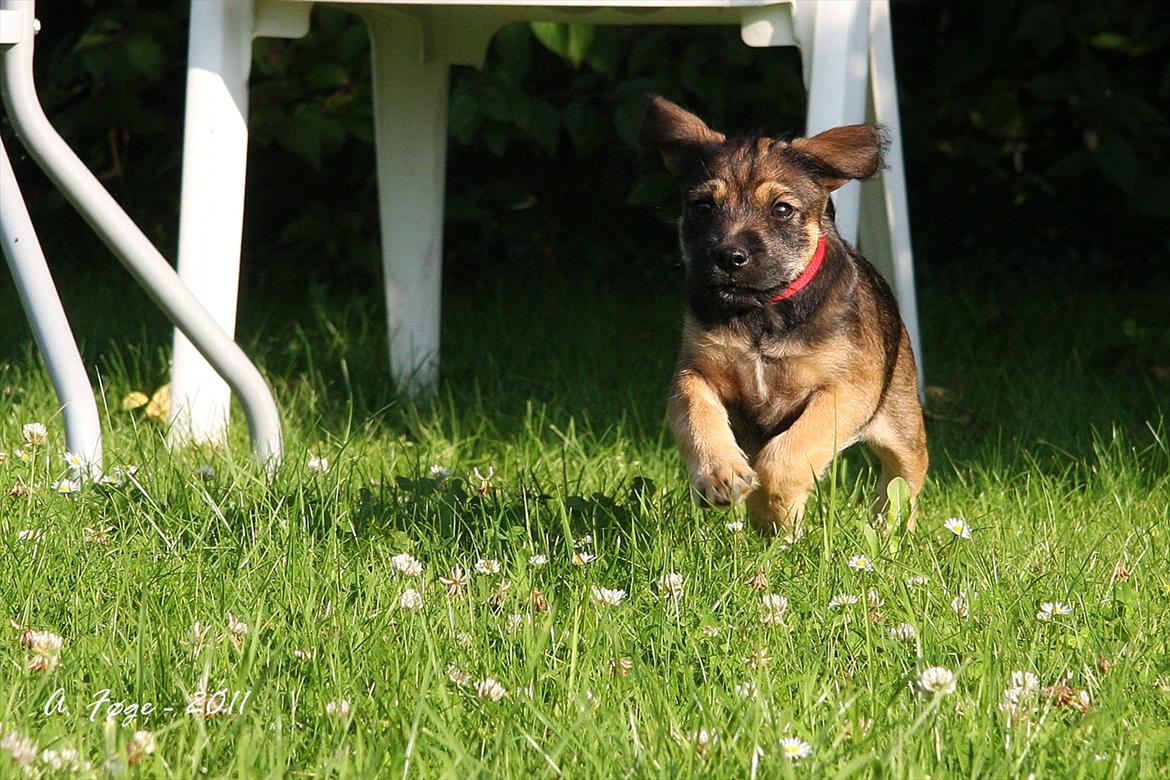 Blanding af racer Thea - Thea i fuld fart billede 6