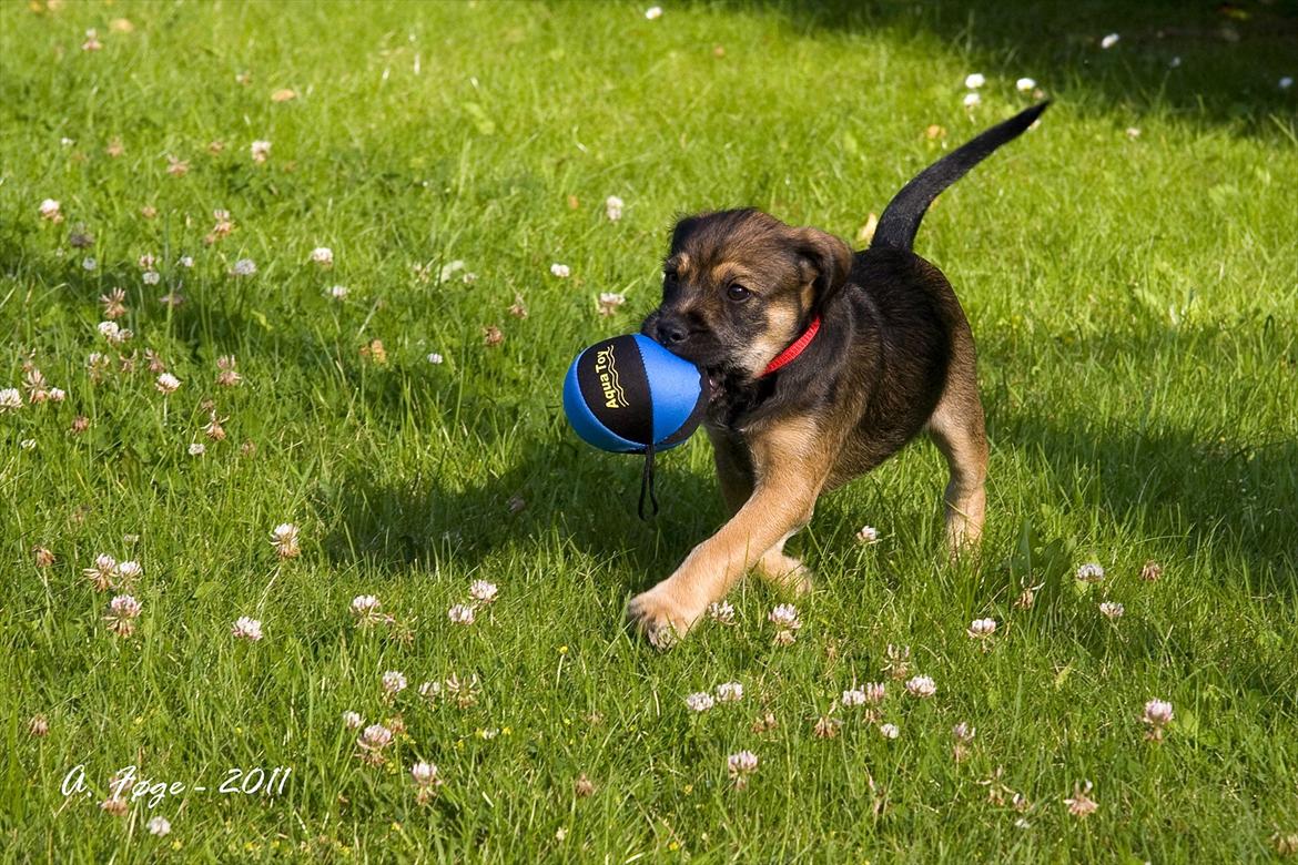 Blanding af racer Thea - Thea med sin bold billede 7