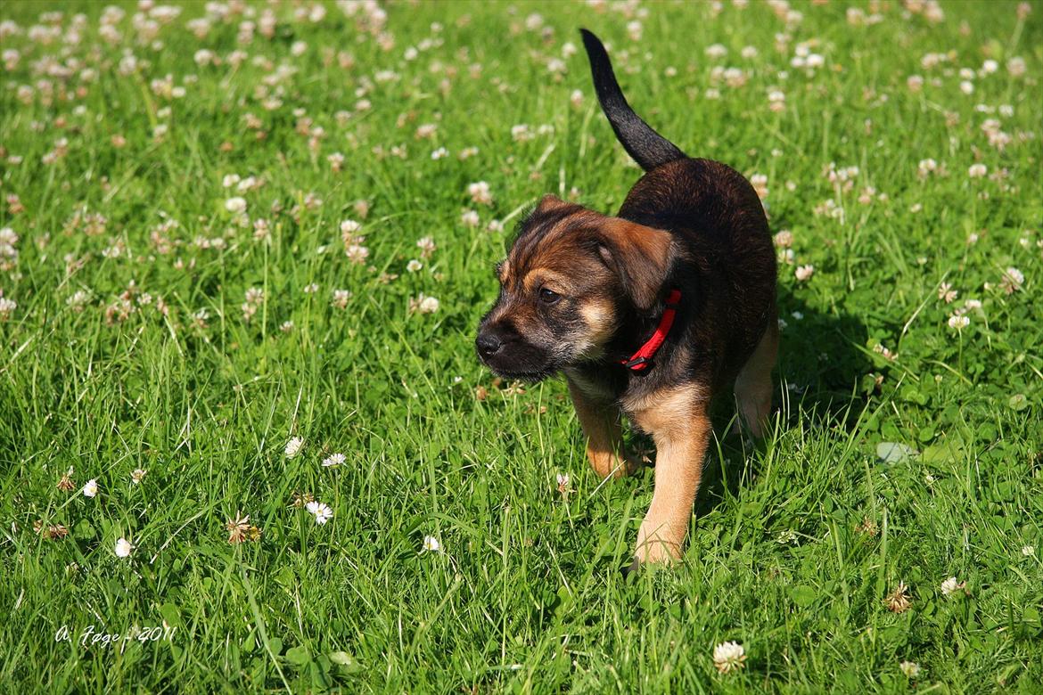 Blanding af racer Thea - Thea nyder det gode vejr billede 8