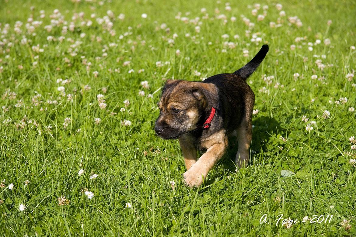 Blanding af racer Thea - Thea nyder vejret billede 10