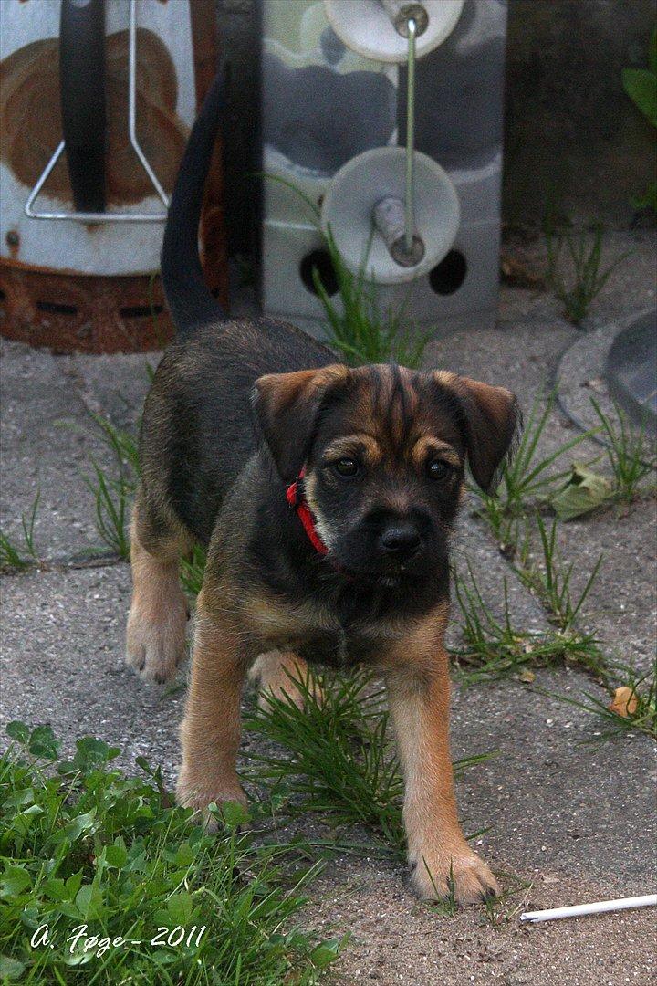 Blanding af racer Thea - Thea ved grillen  billede 11